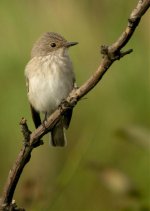 Spotted-flycatcher2WEB.jpg