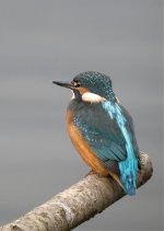 Kingfisher4web.jpg