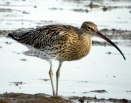 Curlew-01.jpg