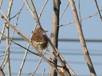 L1230371_Whitethroat.jpg