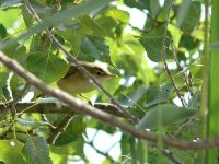 L1230381_Reed Warbler.jpg