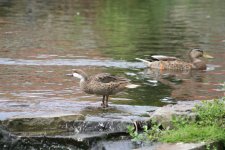 White Cheeked Pintail and friend, Pensthorpe.jpg