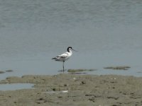 L1210467_Avocet.jpg