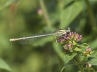 WHITE LEGGED DAMSELFLY JUN 19 2023.jpg