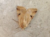 Bordered Straw Heliothis peltigera.jpg