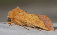 Bordered Sallow 001.jpg