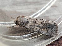 Dark Mottled Willow Spodoptera cilium.jpg