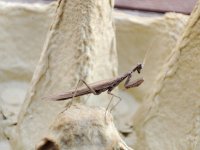 Mantid sp.jpg