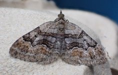 Large Twin-spot Carpet 220723 01.JPG