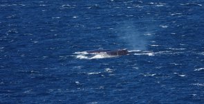 DSC08746 Humpback Whale @ Cape Solander bf.jpeg