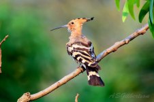 Hoopoe-(20)-fbook.jpg