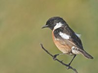 Stonechat.jpg