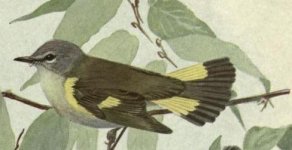 AMERICAN redstart, female.jpeg