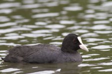 Coot 1.jpg