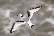 Black Legged Kittiwake.jpg