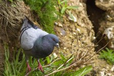 Rock Dove.jpg