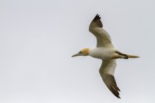 Gannet 1.jpg