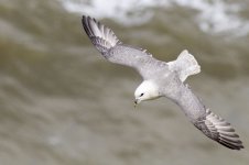 Fulmar.jpg