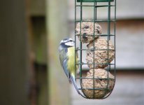 1st-Attempt_Blue-Tit2.jpg