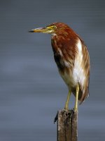 chinese pond heron moult DSCN0116.jpg