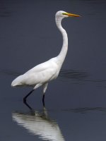 great egret DSCN9918.jpg