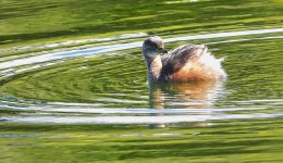 DSC09260 Australasian Grebe @ Northbridge bf.jpeg