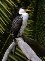 DSC09273 Little Pied Cormorant @ Northbridge.jpeg