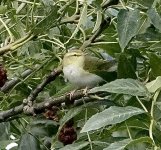 DSC06477.jpeg     Wood Warbler 2..jpeg