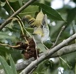 DSC06474.jpeg    Wood Warbler 6..jpeg