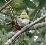 DSC06473.jpeg   Wood Warbler 4..jpeg