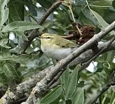 DSC06471.jpeg   Wood Warbler 3..jpeg