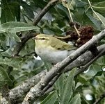 DSC06468.jpeg   Garden Wood Warbler 9..jpeg