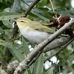 DSC06463.jpeg   Grdn. Wood Warbler 8.jpeg