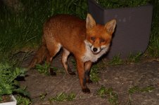 20210608 (5)_Red_Fox.JPG