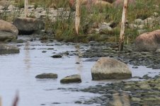 stint and yellow wagtail.jpg