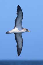 20230820 (25)_Corys_Shearwater.JPG