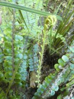 Fern @ Glendurgan  05 - small.jpg