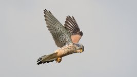 Kestrel Wallasea Island April 2023 BLOG 8W6A3690.jpg