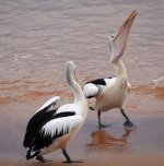 DSC09300 Australian Pelican @ Long Reef bf.jpeg