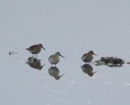 curlew sand 3.jpg