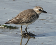 sandplover_juv.png