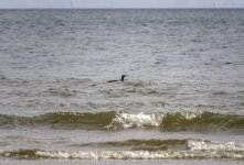 20230829 - Diver off St Cyrus beach.jpg