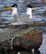 DSC09350 Greater Crested Tern @ Long Reef bf.jpeg