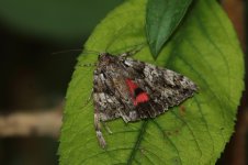 20230811 (13)_Light_Crimson_Underwing.JPG