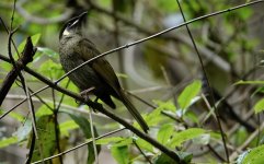 DSC09556 Lewin's Honeyeater @ Castlecrag.jpeg