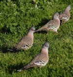 DSC09766 Crested Pigeons @ Albert Park bf.jpeg