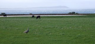 DSC09825 Cape Barren Goose @ Pyramid Rock Rd bf.jpeg