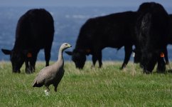 DSC09847 Cape Barren Goose @ Pyramid Rock Rd bf.jpeg