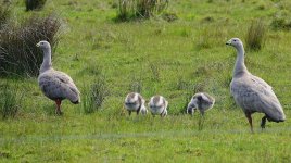 DSC09911 Cape Barren Goose @ Pyramid Rock Rd.jpeg