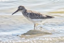 Broad billed sandpiper Kalloni Salt Pans w-e 14-09-23 cc T.J.L Cameron Gibson.jpg